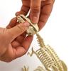 Dinosaur Skeleton DIY Toys Educational Puzzles Model Set For Kids Over 6 Years Old