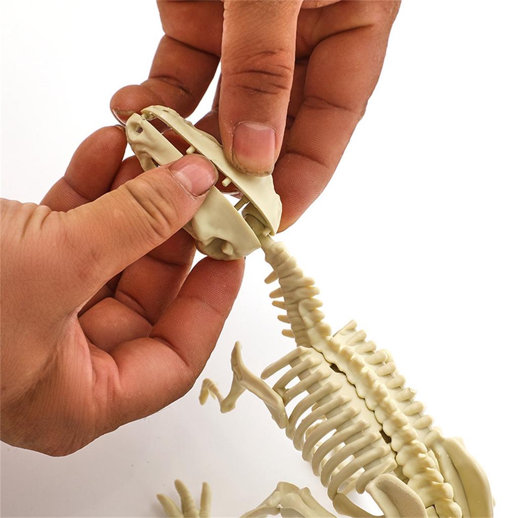 Dinosaur Skeleton DIY Toys Educational Puzzles Model Set For Kids Over 6 Years Old
