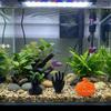 3D Printed Christmas Aquarium Hideout Cave Hollow Betta Fish Hideout Aquarium Decoration  Aquarium