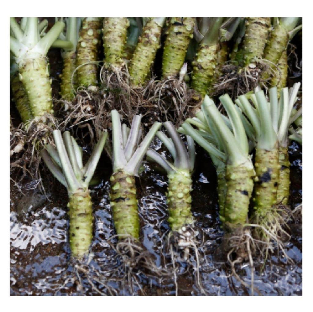 Set de comparare a degustării de wasabi Kameya Wasabi ras 42g Wasabi ras grosier 50g Wasabi Sigiliu de gestionare a produselor Giflow Wasabi Shizuoka +