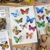 PET Butterfly & Cartoon Stickers for DIY Journaling, Guka Decoration, Kids' Water Bottles, and Scenery Designs.