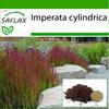 Cogongrass - 50 semen - Se substrátem pro lepší pěstování - Imperata cylindrica