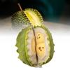 Durian Removable Plush Toy Dolls Soft Room Decoration Ornament Gifts Children
