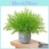 Plant Cochinchinensis Asparagus For Interior Decoration Events Photography