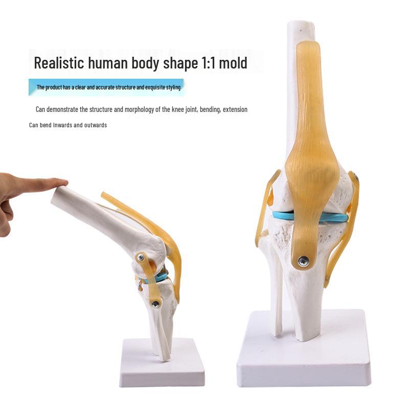 Human Knee Joint Model for Orthopedic Teaching and Display