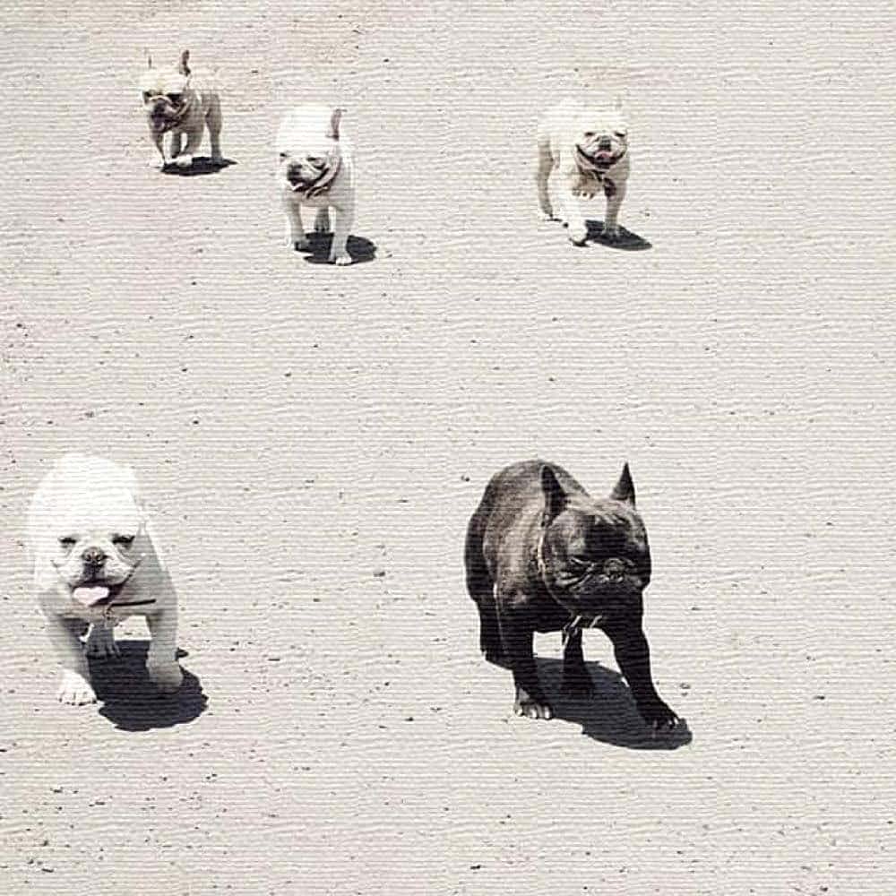 Dog Animal Art Panel, 30cm X 30cm, Made In Japan, Poster, Stylish Interior Decor, Living Room Decor, Monochrome Nature Photo, Fabric Panel, Pho-0081