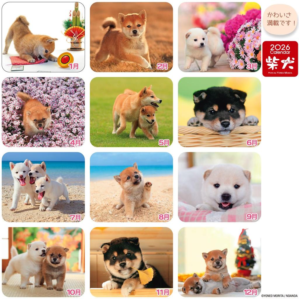 Active Corporation 2026 Desk Calendar by Morita Featuring a Shiba Inu Starting In January 2026 Yoneo, (26ACL-543),