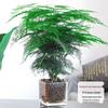 Asparagus Fern Indoor Plant: Air-Purifying, Evergreen, Hydroponic Bonsai for Office or Home