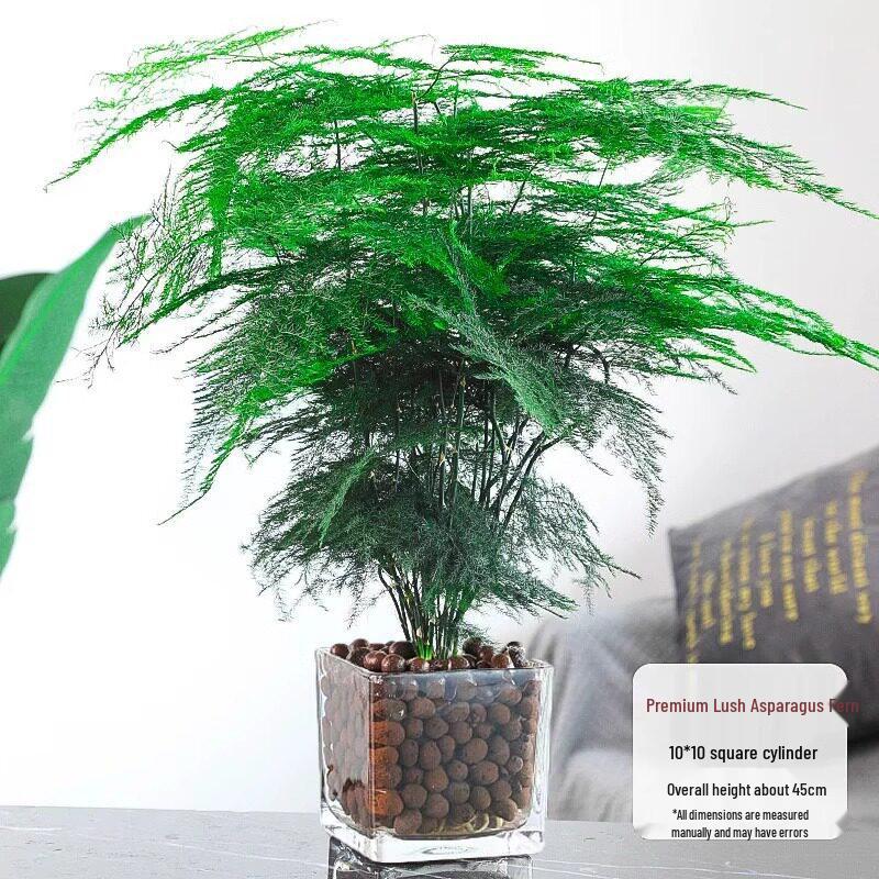 Asparagus Fern Indoor Plant: Air-Purifying, Evergreen, Hydroponic Bonsai for Office or Home