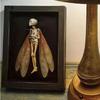 1 Skeleton Moth Decoration, Mysterious Ghost Specimen Photo Frame, Photo Frame Decoration, Halloween Decoration