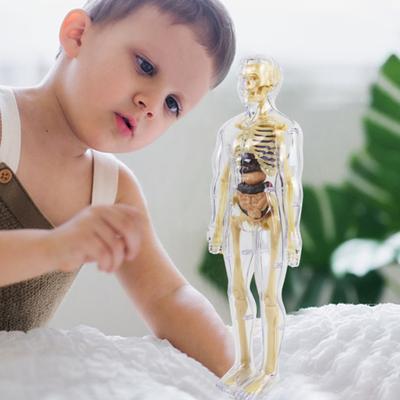 1 Set Body Structure Toys Lab Educational Human Life Science Prozkoumejte oddělitelné lidské tělo