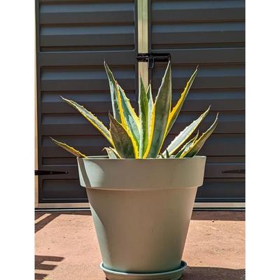 Round Flower Pot - RIVIERA - SOLEILLA - Plastic - D49 X H45 Cm - Clay Green
