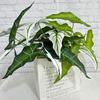 Alocasia Odora Plastik Grünpflanze mit lebhaften Blattfarben für Hochzeitsveranstaltungen und Heimgebrauch