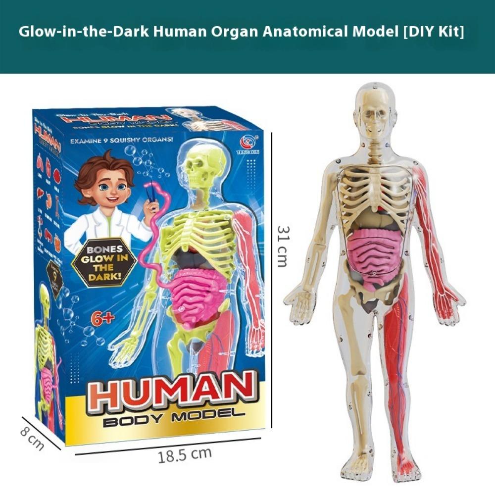 DIY Human Body Anatomy Model Kit - Educational Toy for Kids To Assemble Organs, Skeleton & Muscles