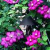 Rainproof Bird Food Dispenser Windproof Bird Feeding Dish Garden Decor Bird Water Bowl  Yard