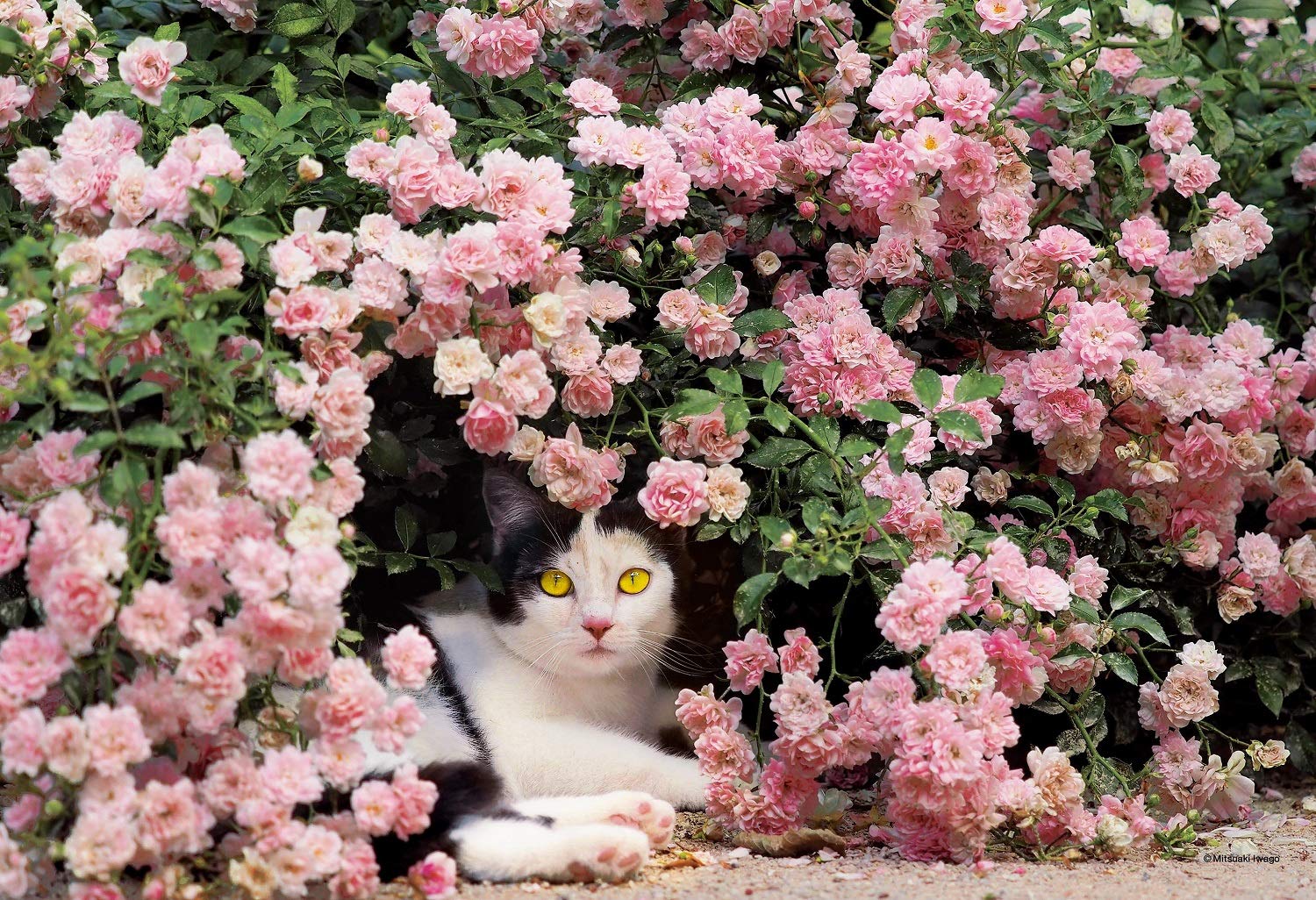

300 Piece Jigsaw Puzzle Mitsuaki Iwago Rest Mom s (26x38cm)