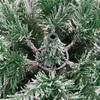 Artificial Christmas Tree Foldable Snow Flocked 150 cm