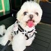Verstellbares Hundegeschirr mit Leine Set Kleine Rassen wie Pudel Bichon Frise Komfort Passform Brustgurt Laufen