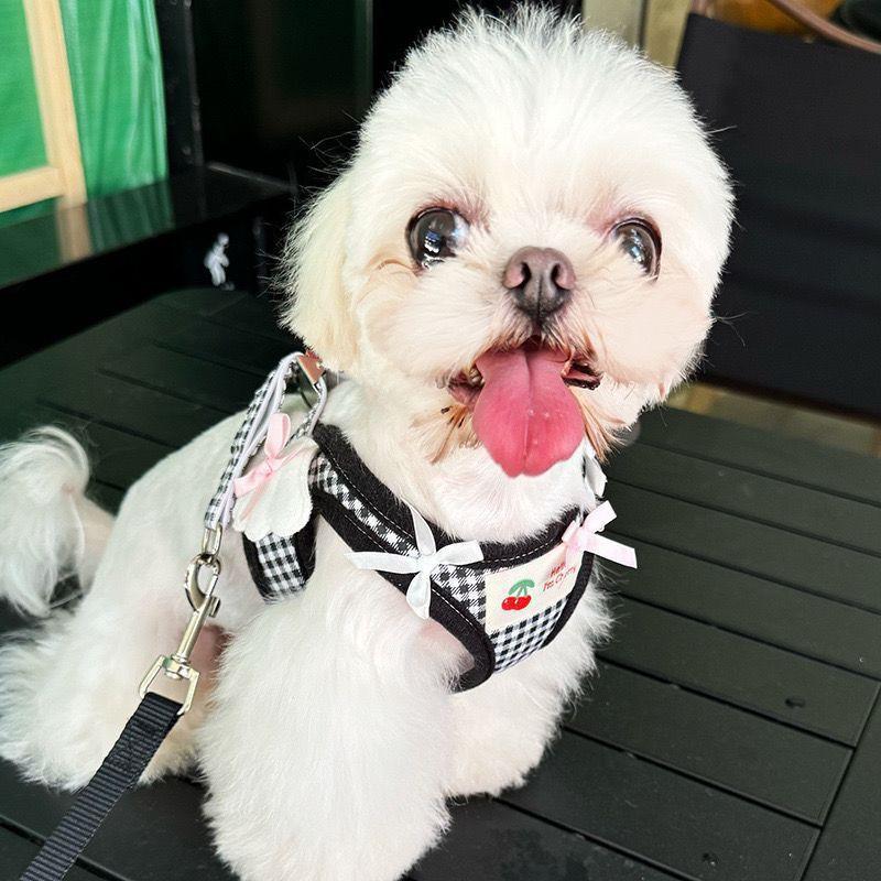 Verstellbares Hundegeschirr mit Leine Set Kleine Rassen wie Pudel Bichon Frise Komfort Passform Brustgurt Laufen