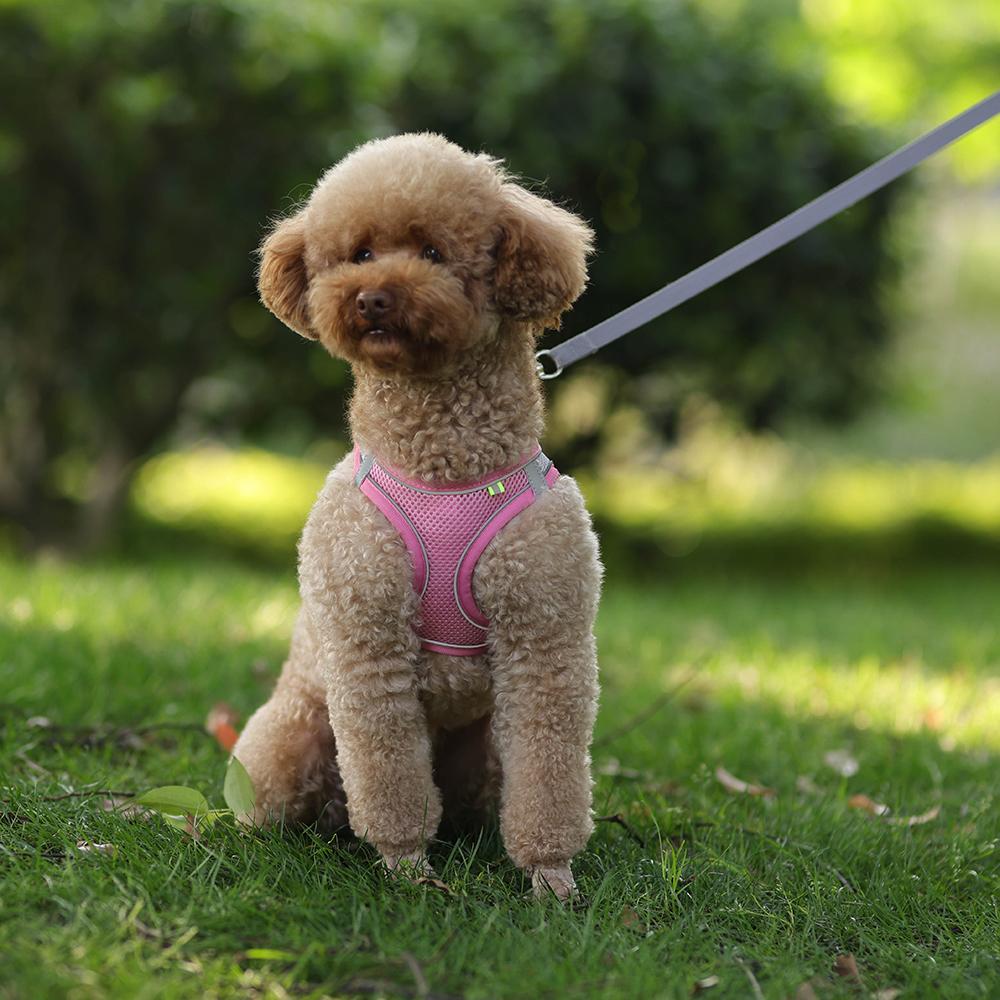Colete para filhotes de cachorro e gato com coleira, malha respirável, tiras no peito para animais de estimação, para chihuahua, arreios york, coleira refletiva para caminhada de buldogue