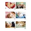 Calendar 2027 Wall Cats and Life Mikan and House with Timeline Shin-Nippon Calendar - Jiro's (NK33)