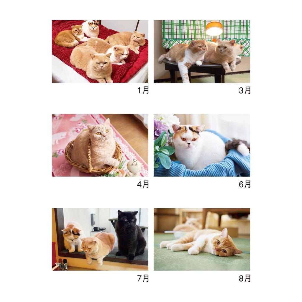 Calendar 2027 Wall Cats and Life Mikan and House with Timeline Shin-Nippon Calendar - Jiro's (NK33)