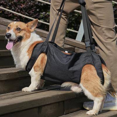 Hunde – Hundehalsbänder & Leinen