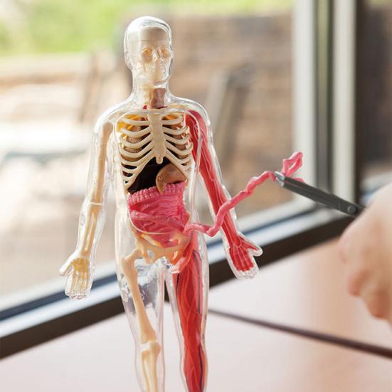 Model lidského těla s podnosem Pinzety Svítící ve tmě Odnímatelné Lidské torzo Anatomie Učební pomůcka Školní studenti Orgány Kosti Učení Vzdělávací hračka