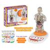 Modello Corpo Umano per Bambini Anatomia Umana Interattiva Modello Parlante Anatomico Realistico Giocattolo Educativo Regali per Bambini di Età 8-13