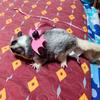 Coarda de tracțiune pentru hamster, anti-evadare și anti-mușcătură, sârmă aurie, sac de miere pentru urs, veveriță zburătoare, animal de companie mic, articol drăguț