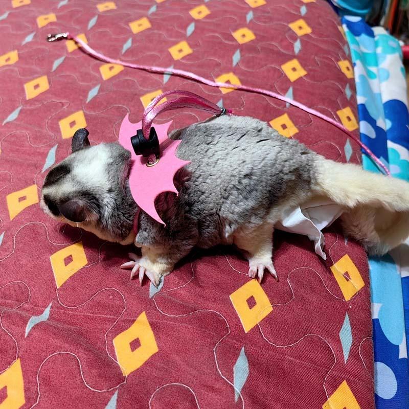 Coarda de tracțiune pentru hamster, anti-evadare și anti-mușcătură, sârmă aurie, sac de miere pentru urs, veveriță zburătoare, animal de companie mic, articol drăguț