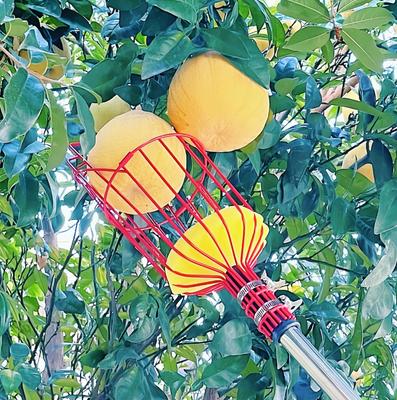 Fruit Picker Tool Fruit Picker Harvester Basket with Cushion Garden Fresh Fruit Picker Garden Fruit Picking Device Garden Tools