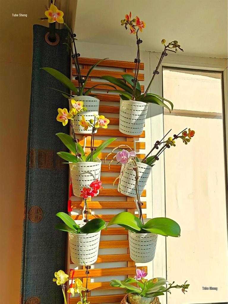 Wall-Mounted Orchid Hanging Flower Basket