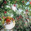 Stainless Steel Fruit Picker Machine Telescopic High Tree Orchard Tools Harvesting Detachable Fruit Picking Tools