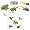 Toys Model Educational Simulated Animal Card Set Insect Plant Growth Cycle Cognitive Montessori Parish Home Open Learning Kids