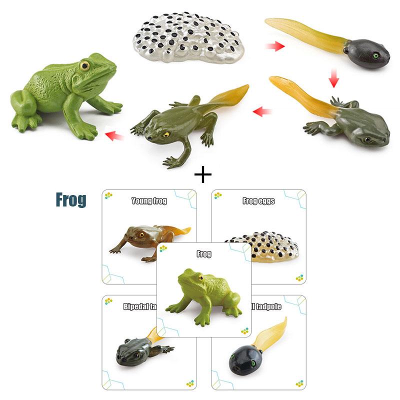 Toys Model Educational Simulated Animal Card Set Insect Plant Growth Cycle Cognitive Montessori Parish Home Open Learning Kids