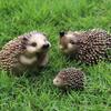 Realistic Jungle Animal Model: Hedgehog, Mouse & Badger Toy