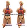 55CM Human Anatomy Hermaphrodite Torso Model with 19 Removable Parts