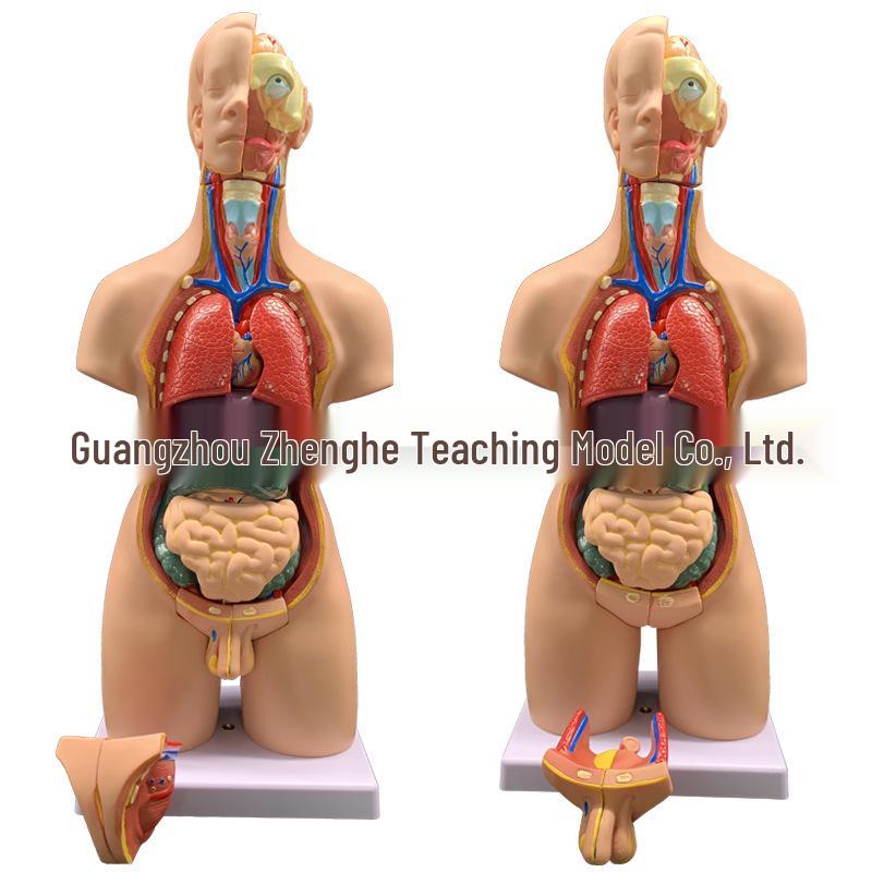 55CM Human Anatomy Hermaphrodite Torso Model with 19 Removable Parts