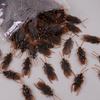 10-100Pcs Artificial Cockroach Realistic Fake Roach Insects Novelty Trick Props Kids Toy Halloween Party Decoration Plastic Bugs