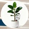 Transparents Plant Watering Globes for 14 Days Automatic Irrigation Adjustable Flows Leakproof Wide Mouthes Easyly Fill