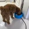 Haustier Konstante Temperatur Beheizte Trinkschale Katze Hund Wasserschale Beheizter Trinkspender Für Hund Katze Huhn Ente Fütterungswerkzeug