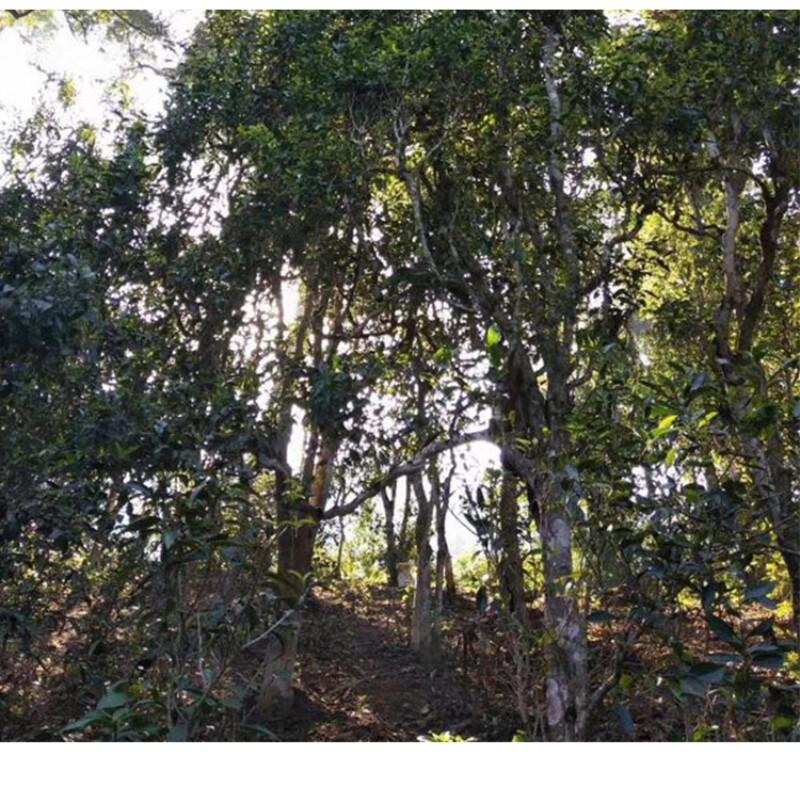 357g Pu-Erh Tea Cake Natural Big Tree Slimming Tea