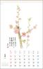 Tomihiro Hoshino 2026 Calendar, Poetry and Artwork Collection, Wall Hanging, Jewel No. 6226