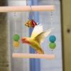 Wood Bird Swing Funny Natural Wooden Parrot Perch With Bell Training Stand Holder Exercise Stand Bird Play Gym For Parakeet