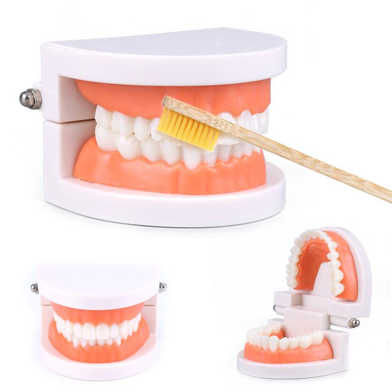 Early Childhood Education Brushing Model Oral Teaching Tooth Model Large Simulation Tooth Model Montessori Teaching Tool