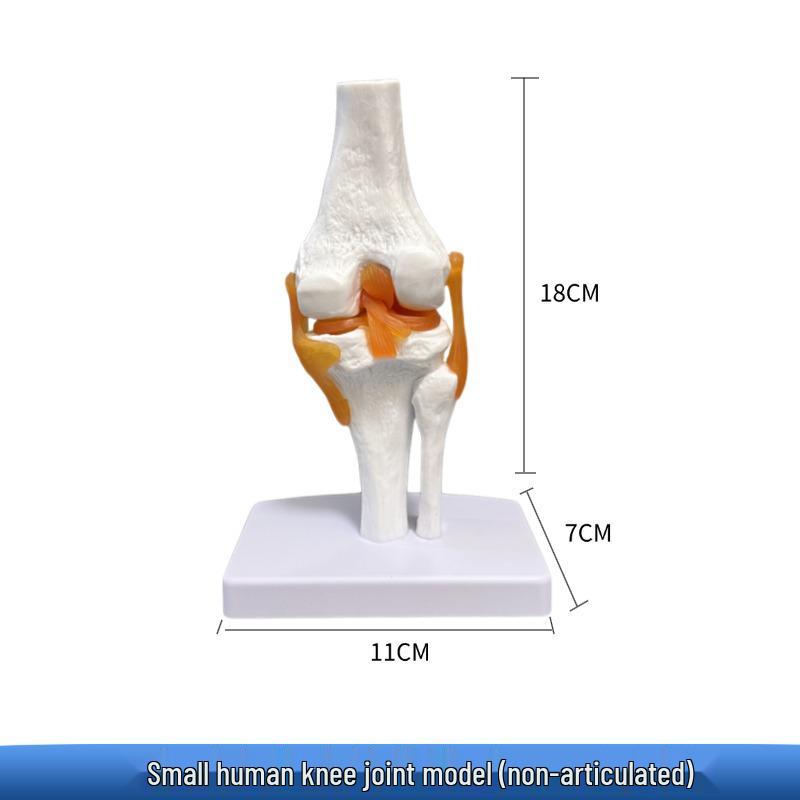 Knee Joint Skeletal Model - Medical & Educational Gift