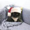 Christmas Black Cat Cushion Cover Premium Comfort Reversible Pillow Cove -Two in One Design for Any Room & Car Interior