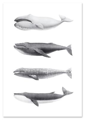 Cartaz da baleia jubarte