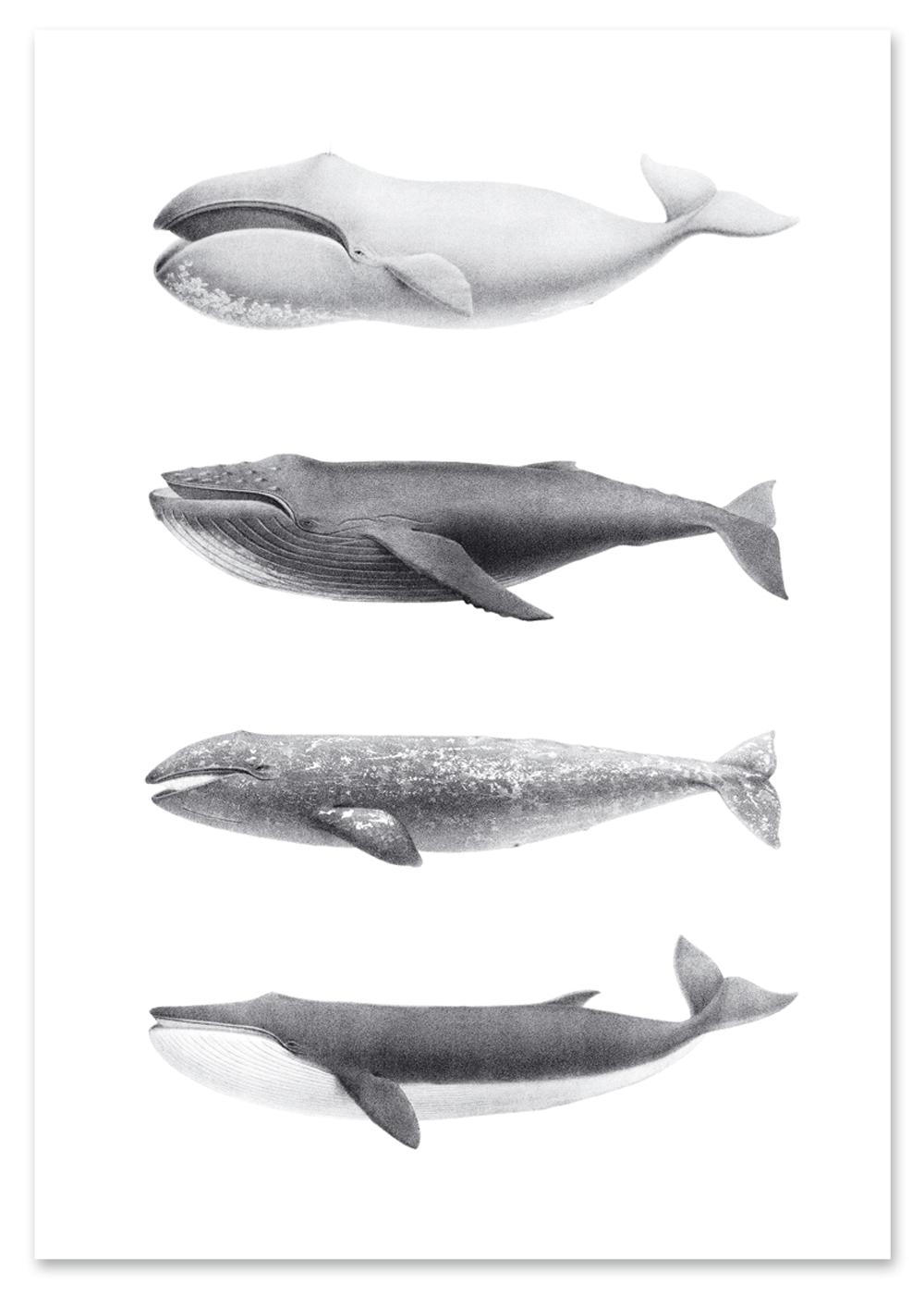 

Плакат із зображенням горбатого кита 30x40 cm